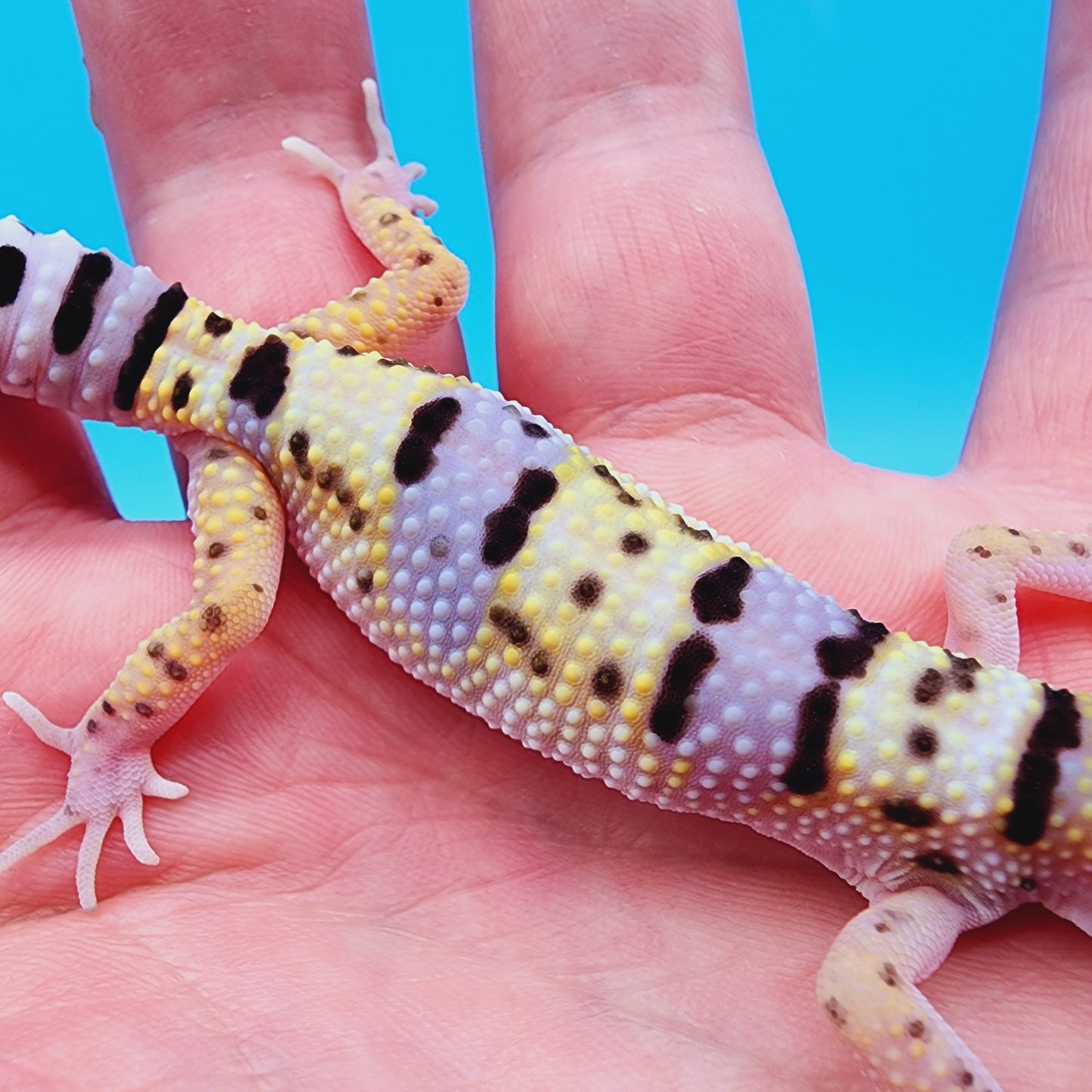 Male Hyper Xanthic Bold Turcmenicus Bandit possible White & Yellow