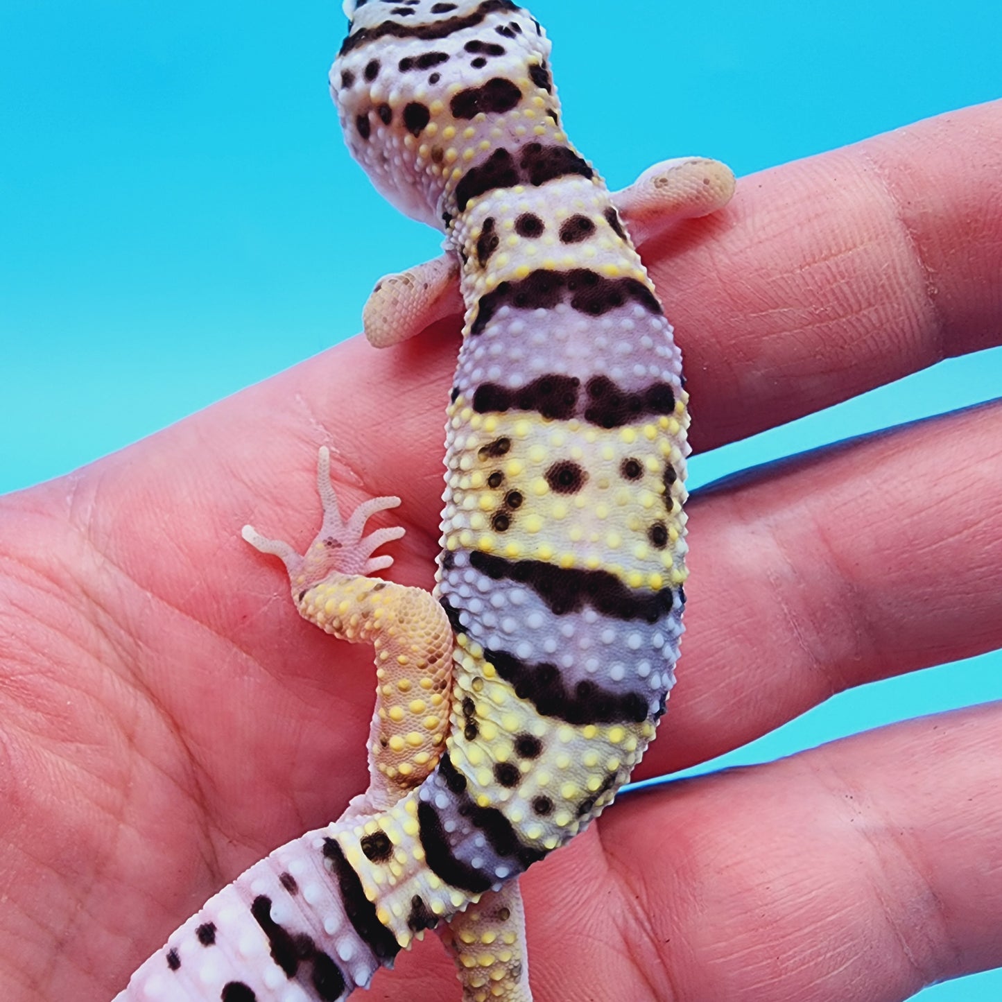 Hyper Xanthic Bold Turcmenicus Bandit possible White & Yellow