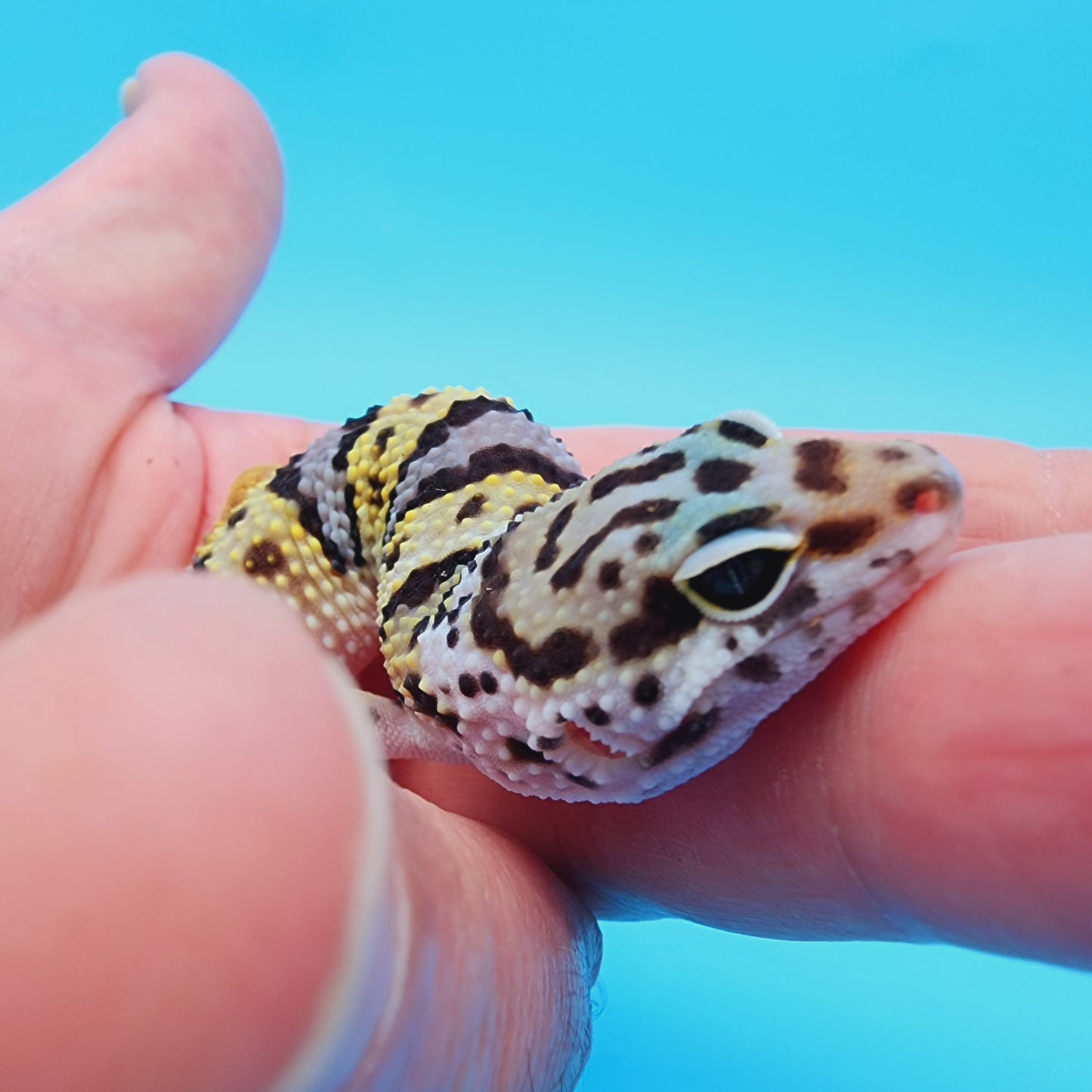 Fasciolatus Turcmenicus Hyper Xanthic Bold