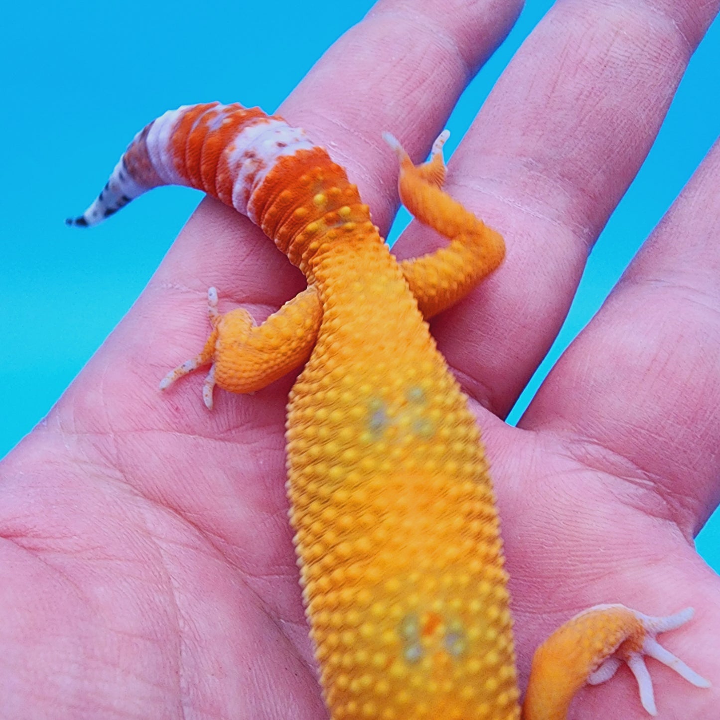 Mandarin Blood Emerine Clown