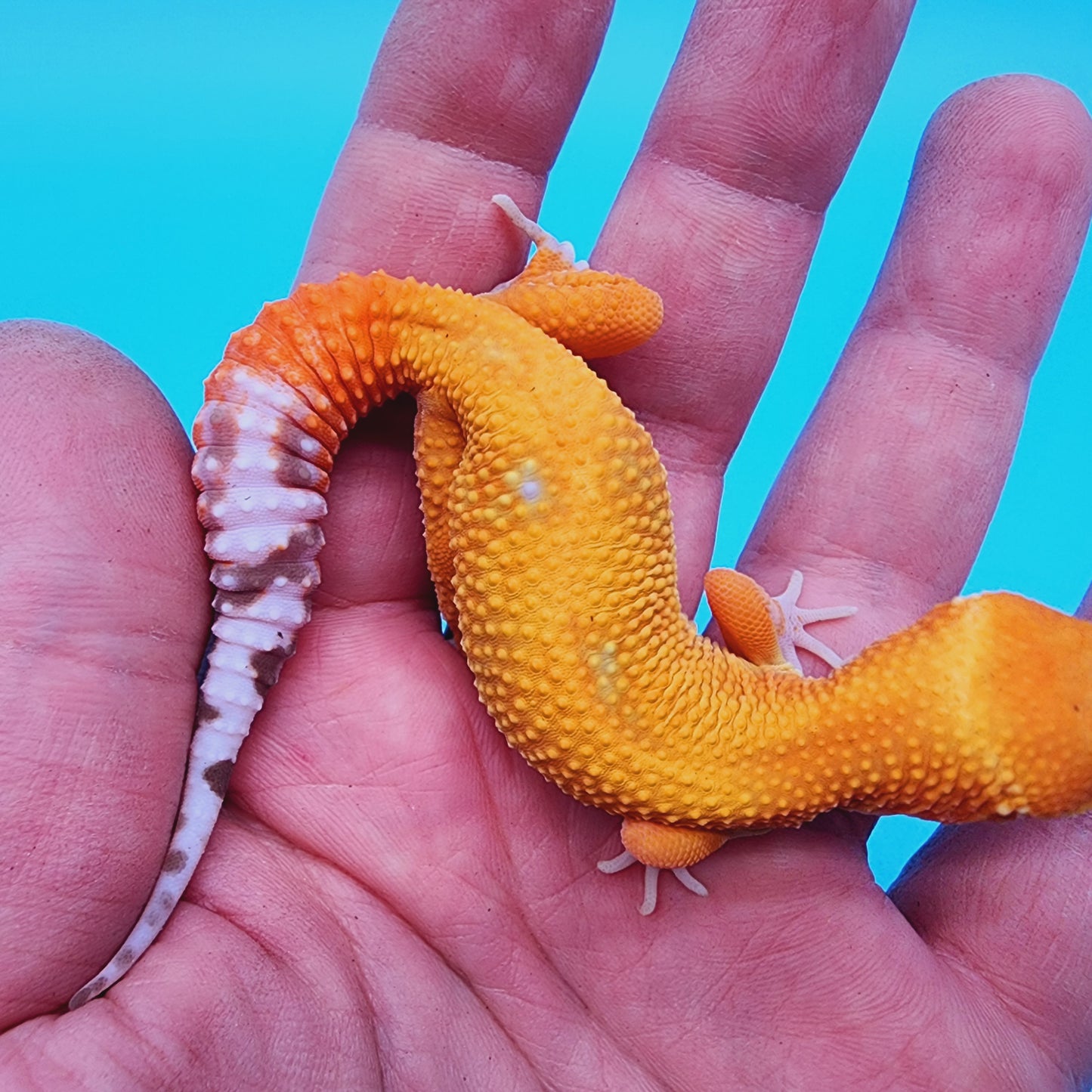 Mandarin Tremper Albino