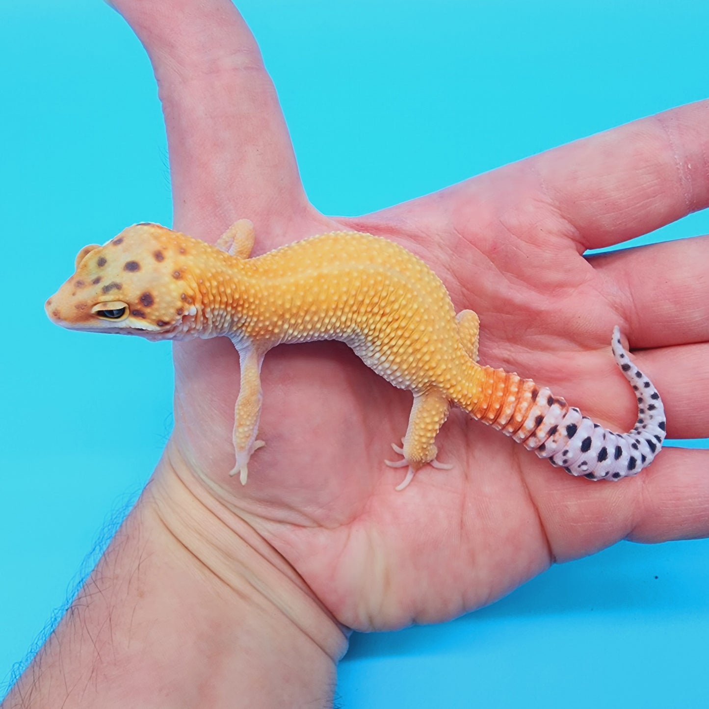 Mandarin Infenro Bold Eclipse possible White & Yellow