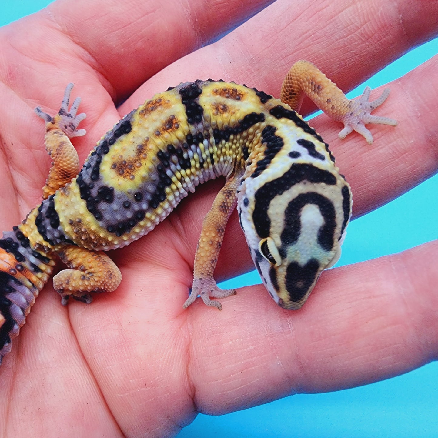 TBS Fire Bold Halloween Mask Bandit 100% Het Tremper Albino Possible W&Y *(super interesting pattern!)*