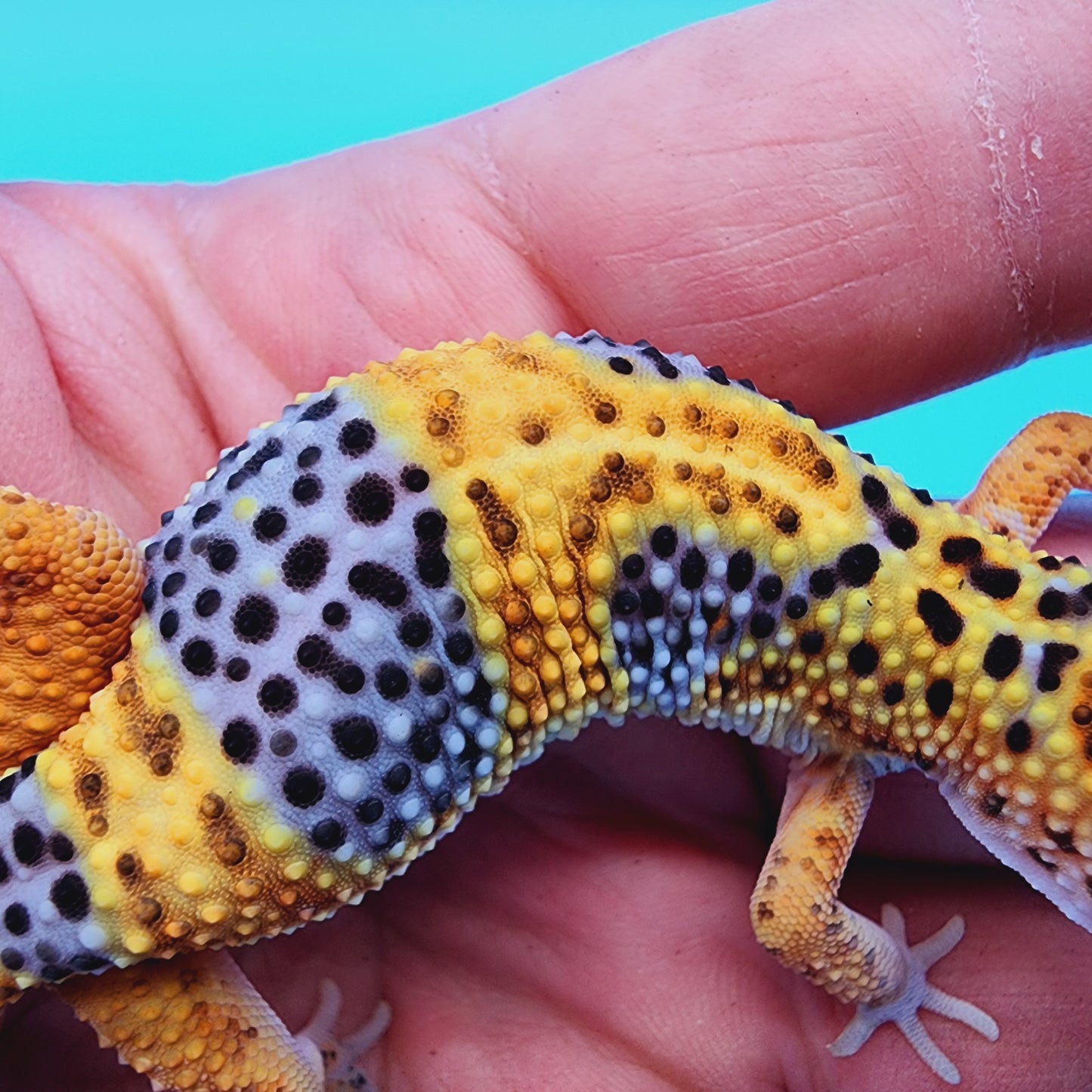 Giant Mandarin Blood Clown 100% het Tremper