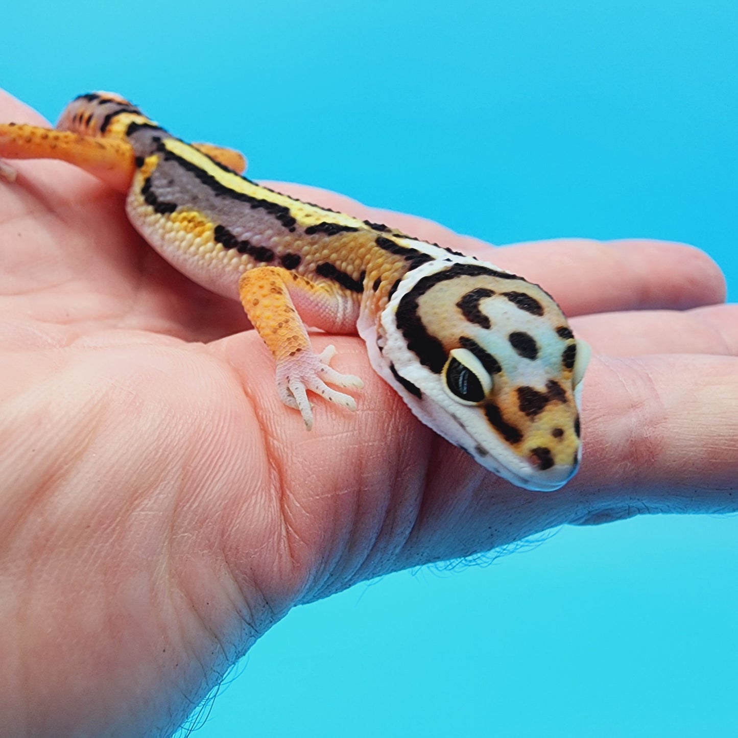 TBS Fire Bold Halloween Mask Highlighter Bandit 100% Het Tremper Albino Possible W&Y *(super thick striping!)*