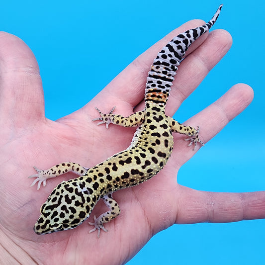 Female Tangerine Tornado Afghanicus Cross possible Mack Snow