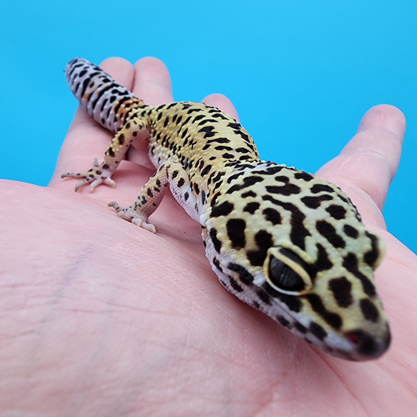 Female Tangerine Tornado Afghanicus Cross possible Mack Snow