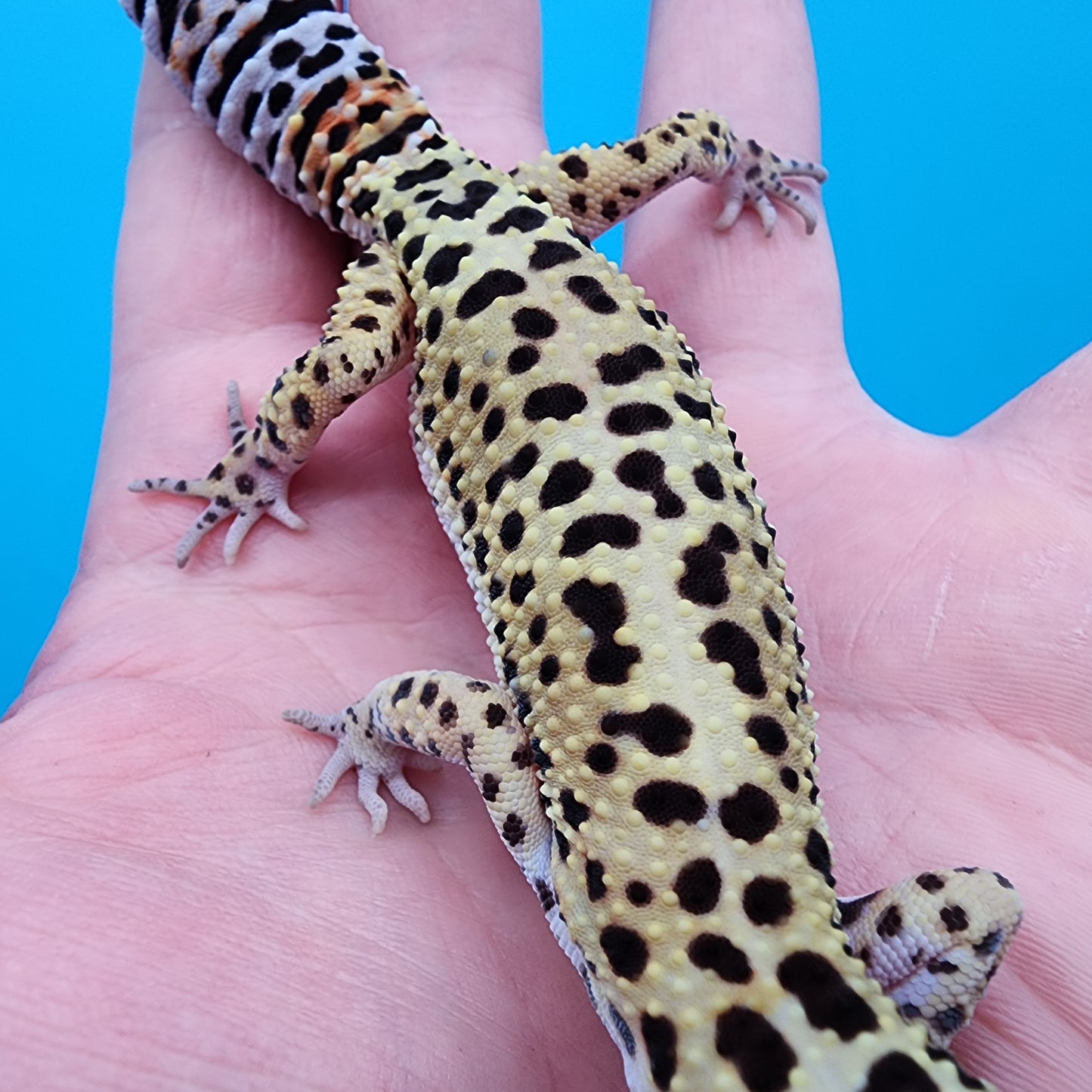 Female Tangerine Tornado Afghanicus Cross possible Mack Snow