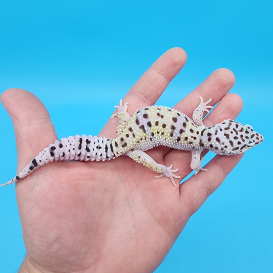 Male Hyper Xanthic Bold Fasciolatus Turcmenicus