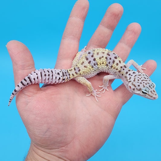 Female Fasciolatus Turcmenicus Hyper Xanthic Bold