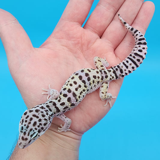 Male Fasciolatus Turcmenicus Hyper Xanthic Bold