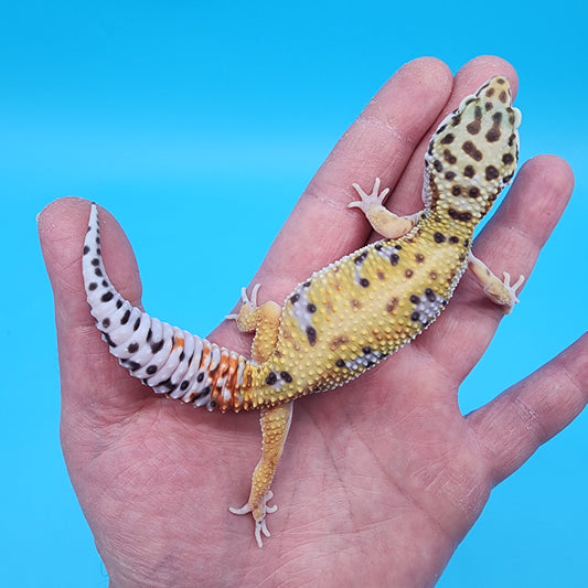 Female Giant Macularius Turcmenicus 100% het Tremper Albino