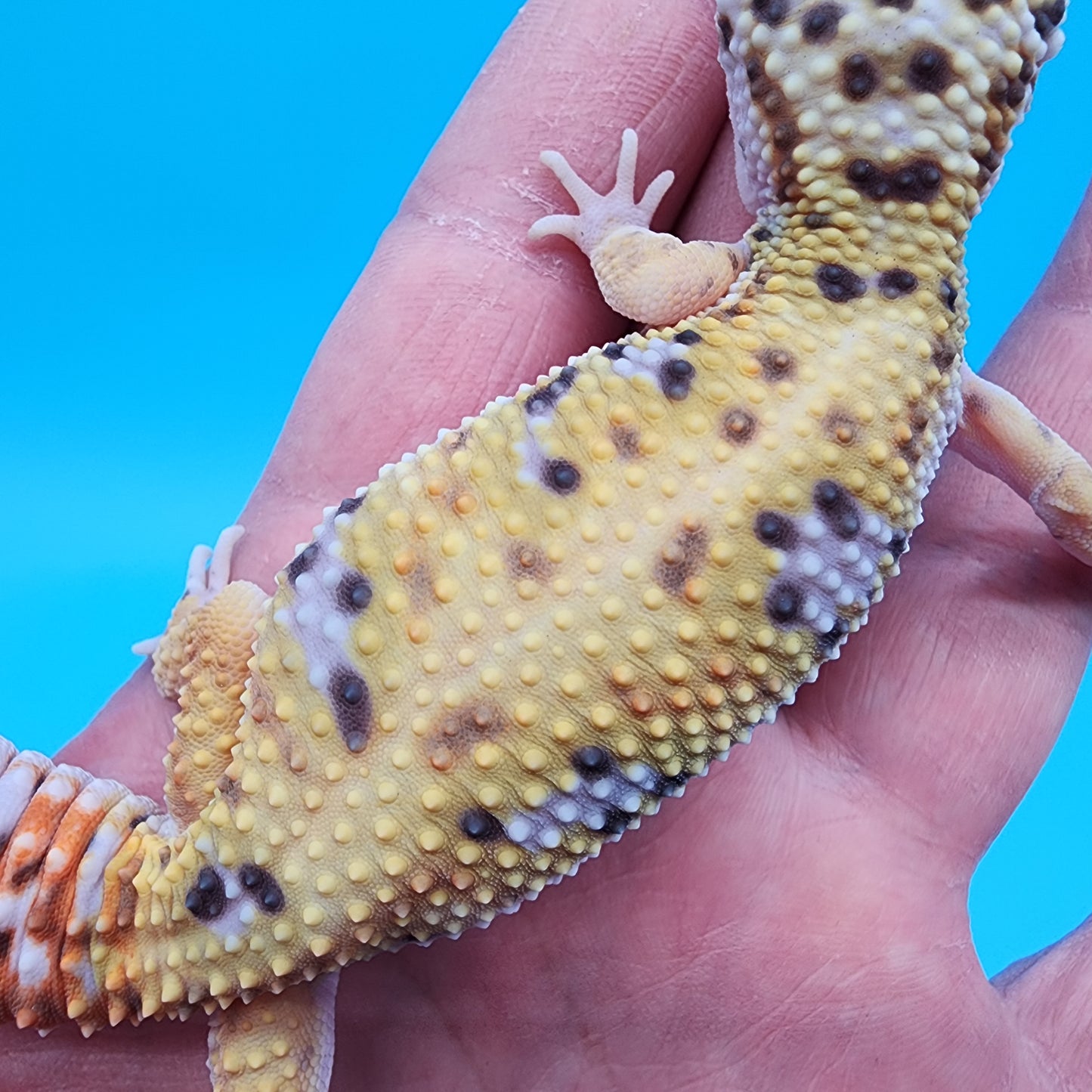 Female Giant Macularius Turcmenicus 100% het Tremper Albino
