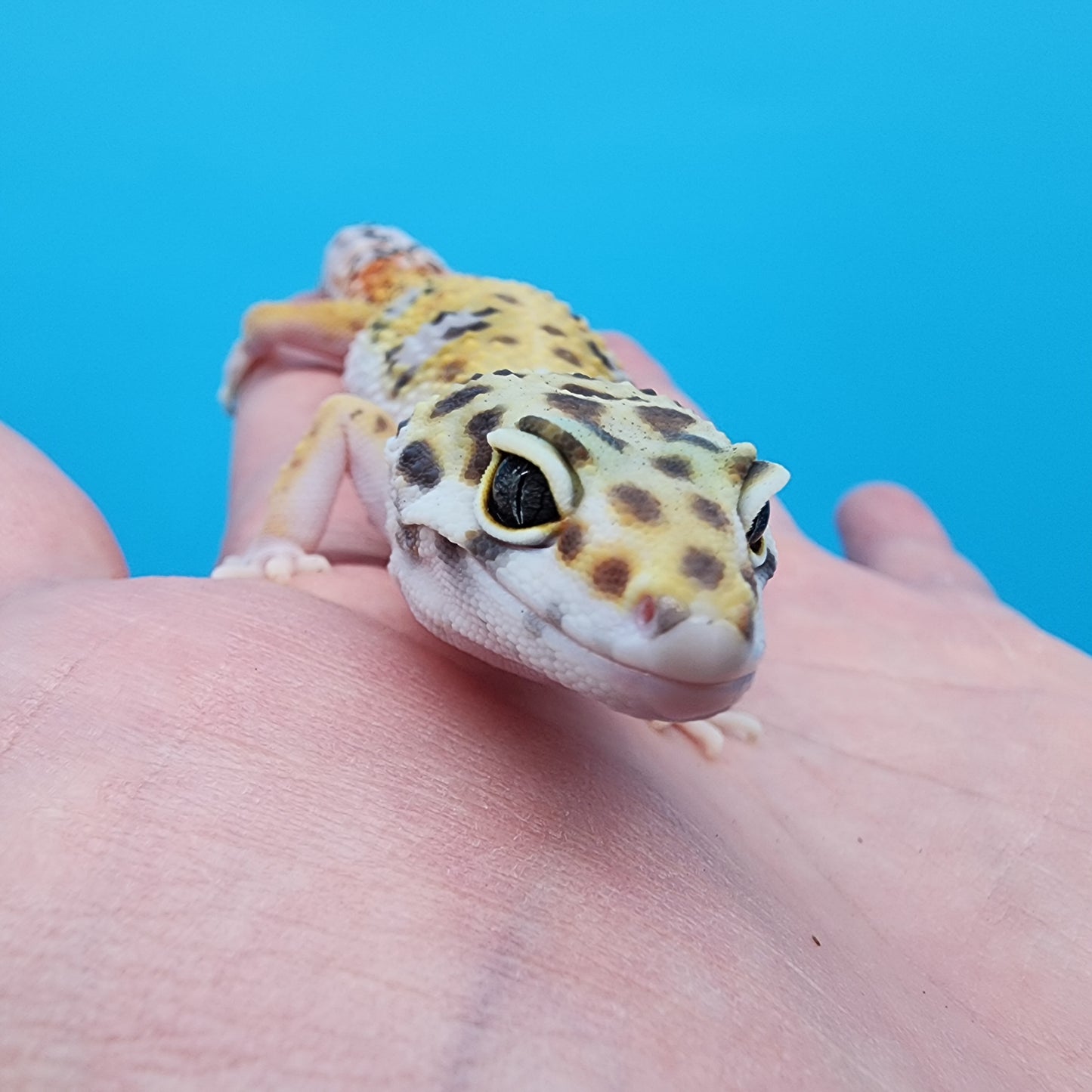 Female Giant Macularius Turcmenicus 100% het Tremper Albino