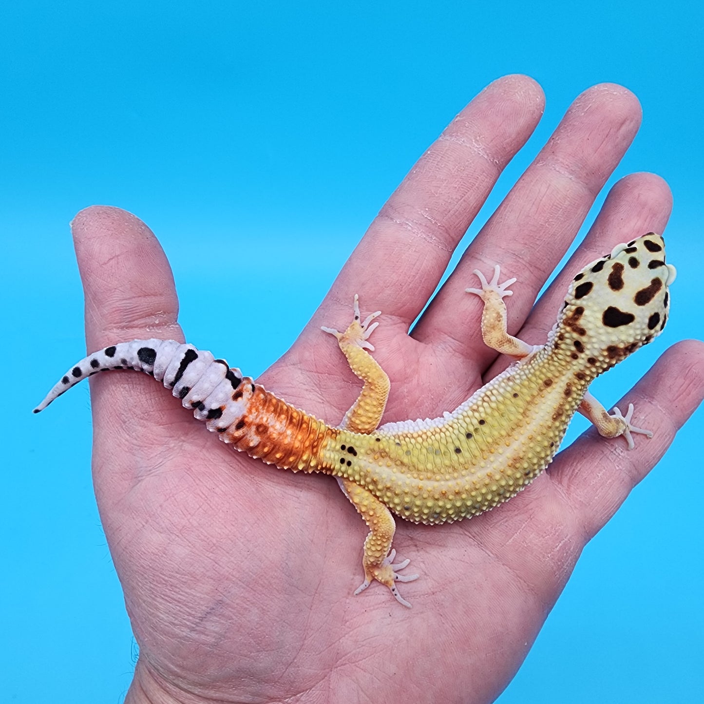 Female TBS Fire Bold Bandit Red Stripe 100% Het Tremper Albino possible W&Y