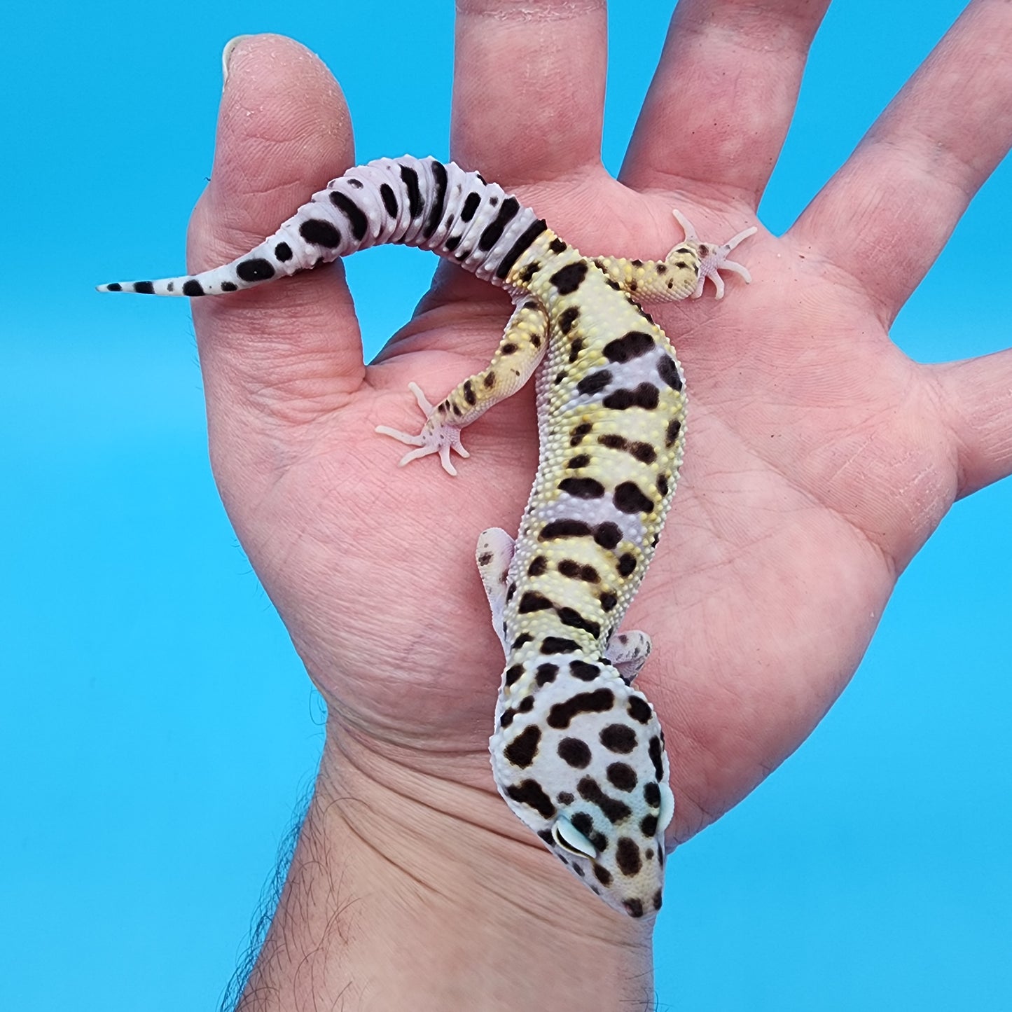 Male Hyper Xanthic Bold Turcmenicus Bandit possible White & Yellow
