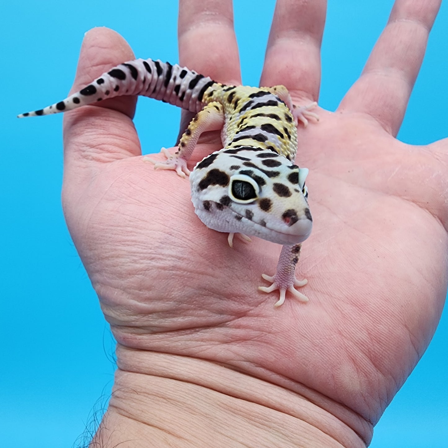 Male Hyper Xanthic Bold Turcmenicus Bandit possible White & Yellow