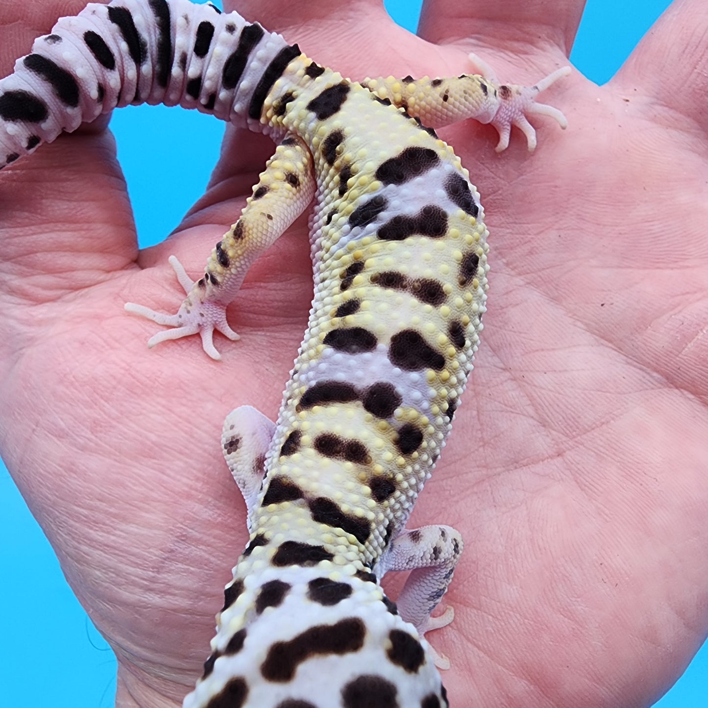 Male Hyper Xanthic Bold Turcmenicus Bandit possible White & Yellow