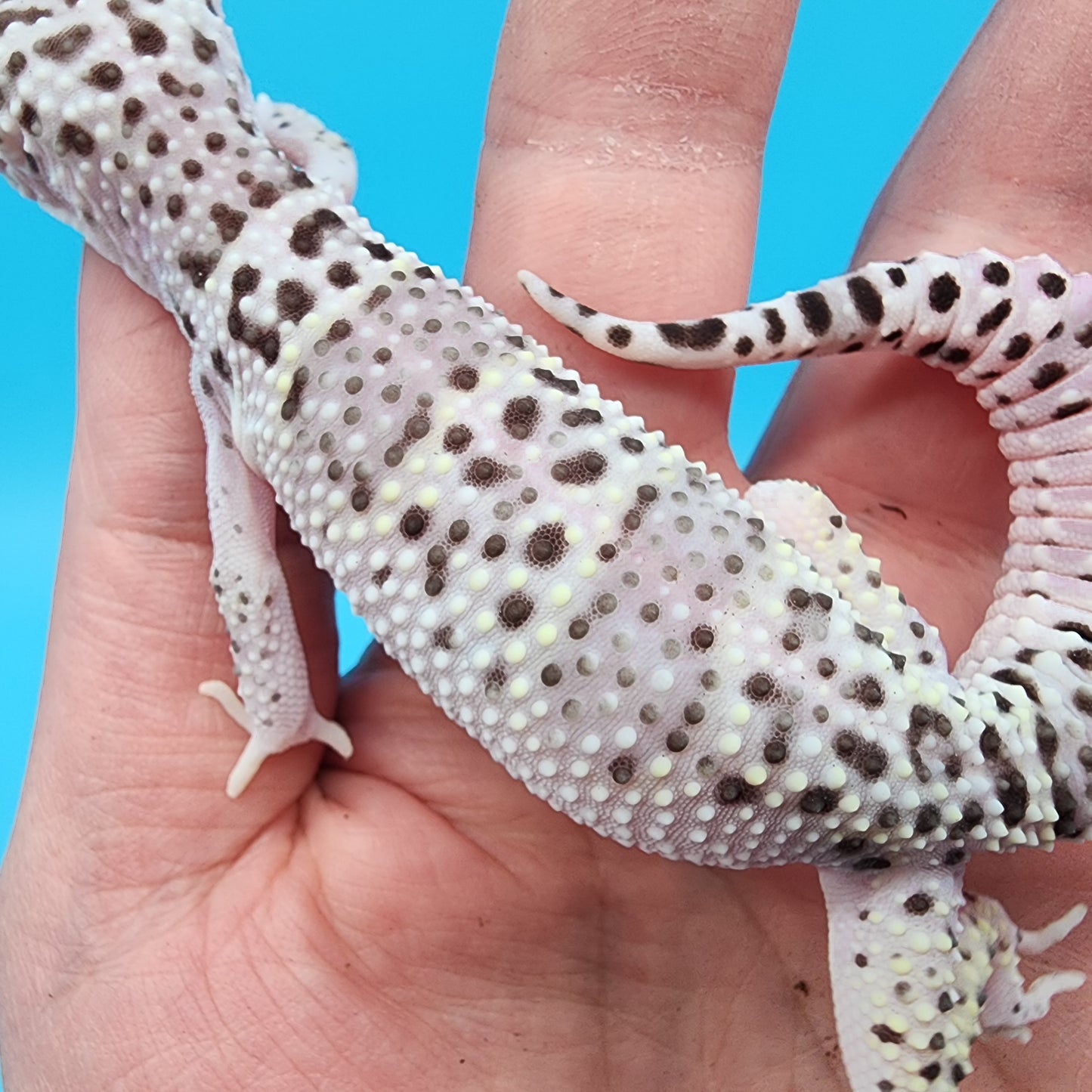 Female Freeze High White Lavender
