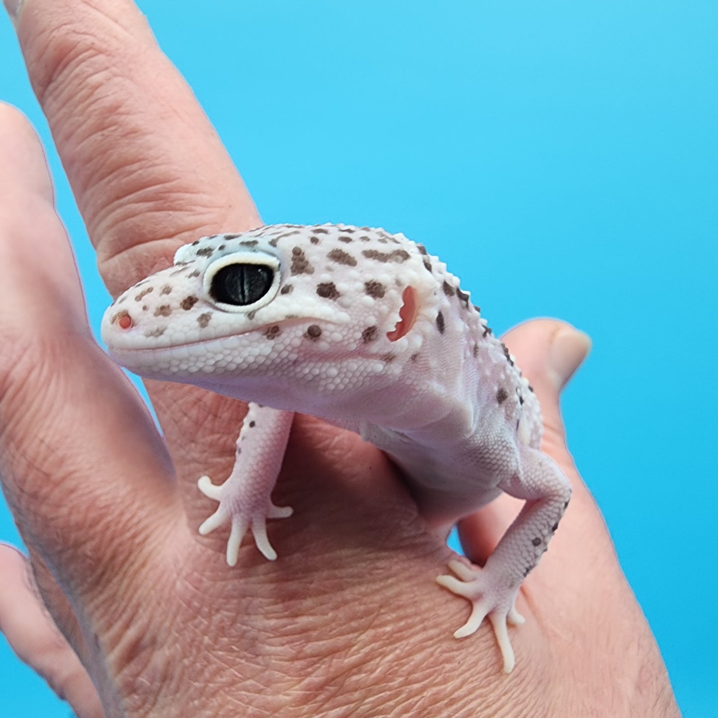 Female Freeze High White Lavender