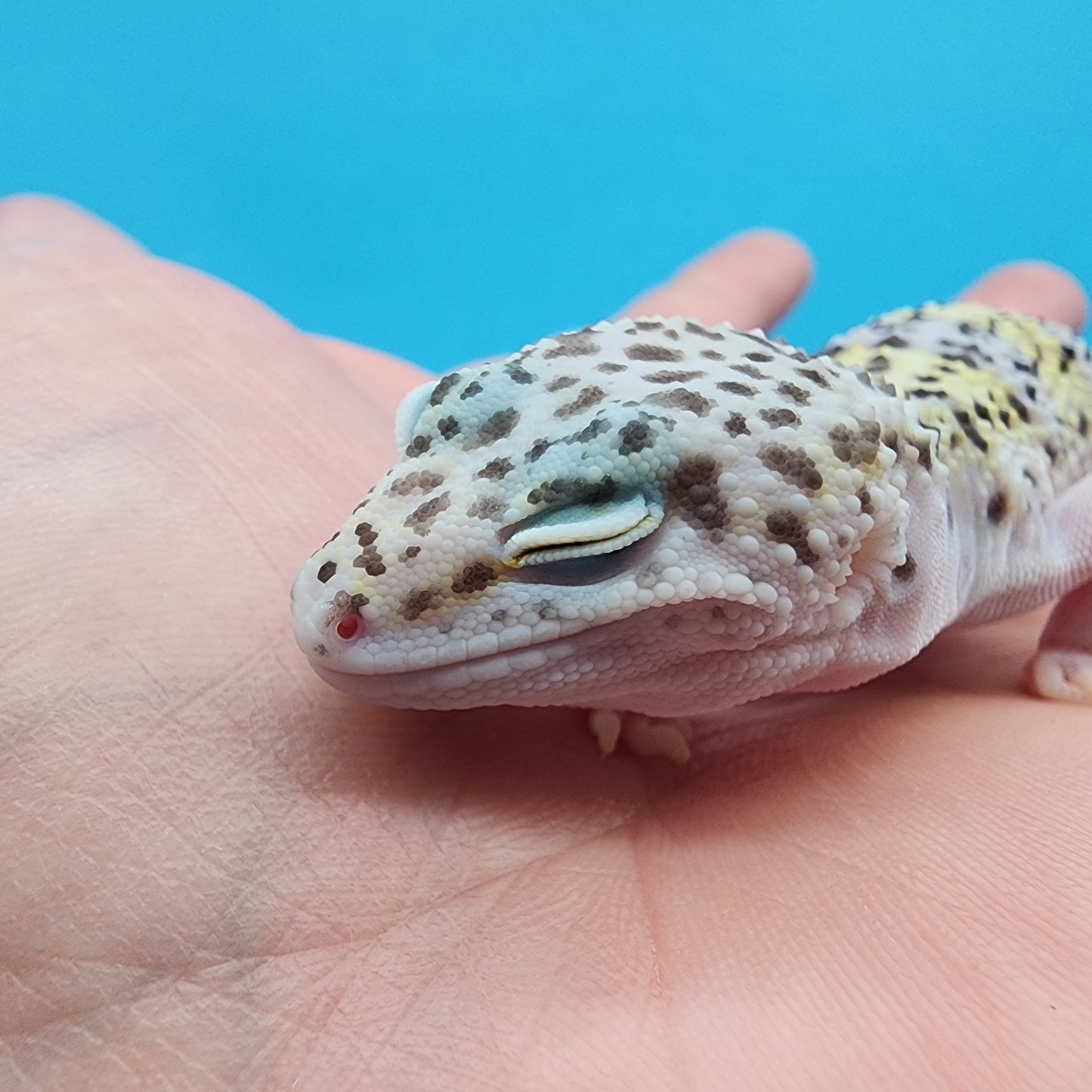 Female Fasciolatus Macularius (slight eye sensitivity in one eye to light & tail tip)