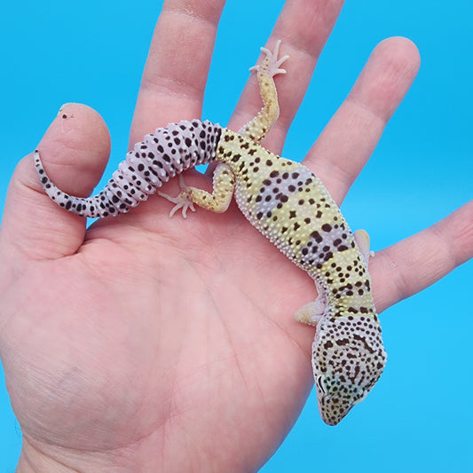 Female Fasciolatus Macularius
