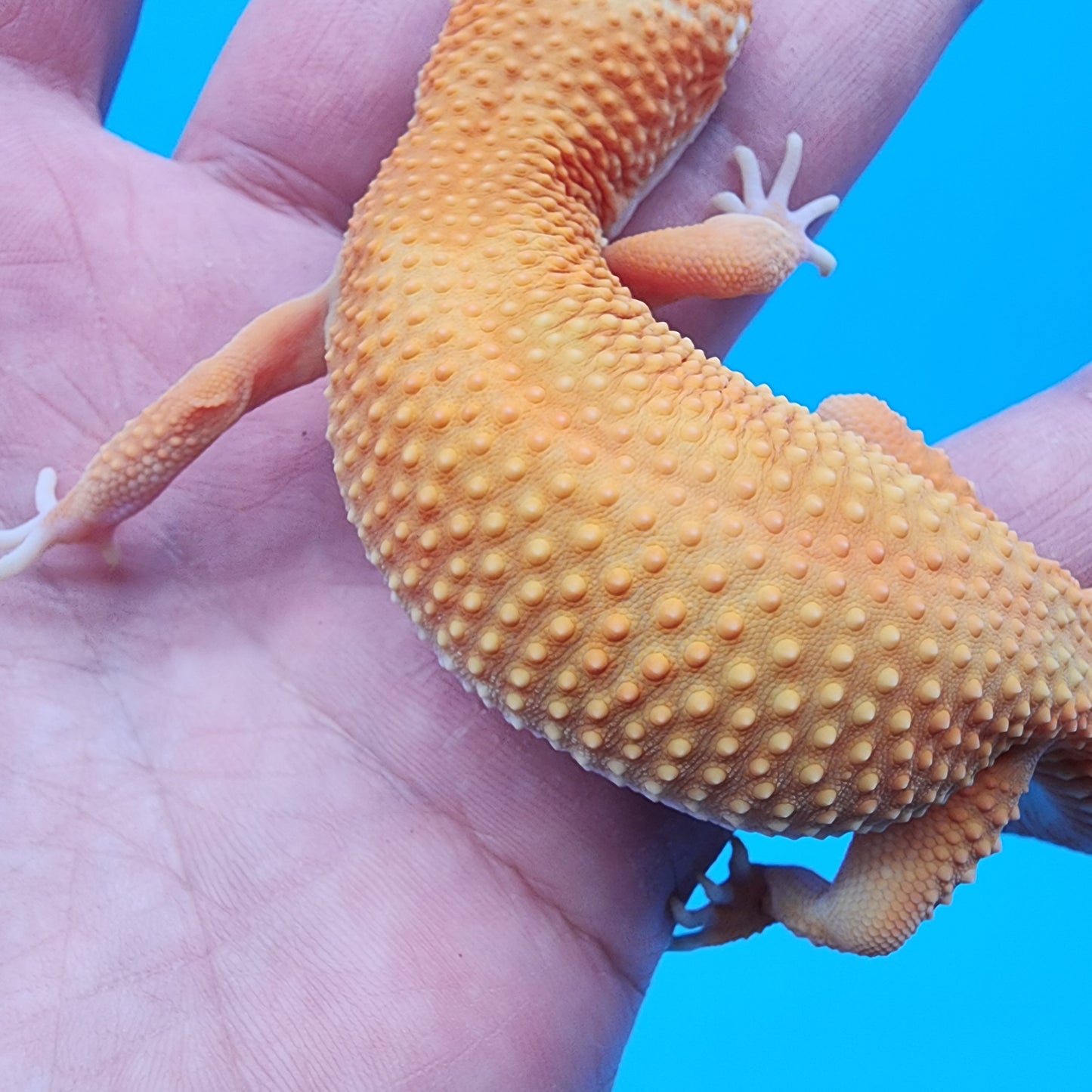 Female Mandarin Inferno Tremper Albino
