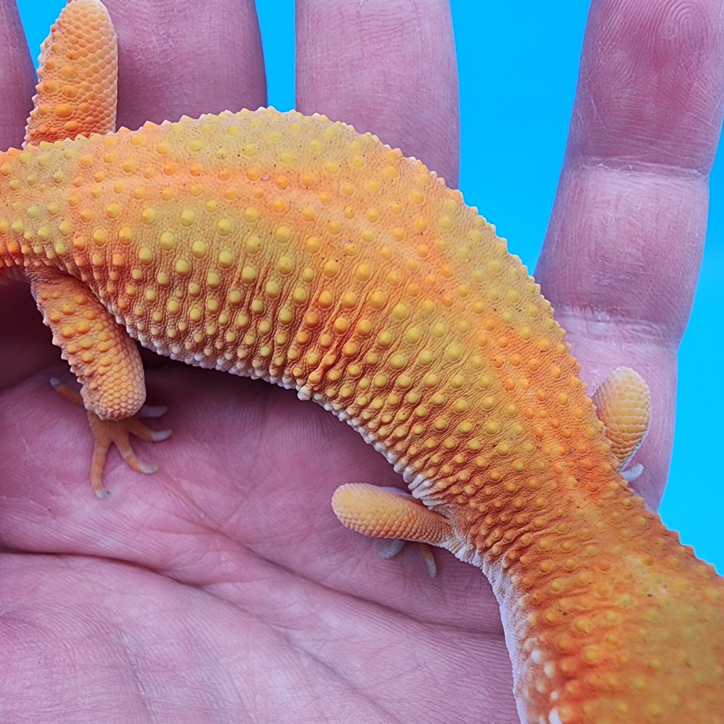 Female Mandarin Blood Emerine Red Stripe