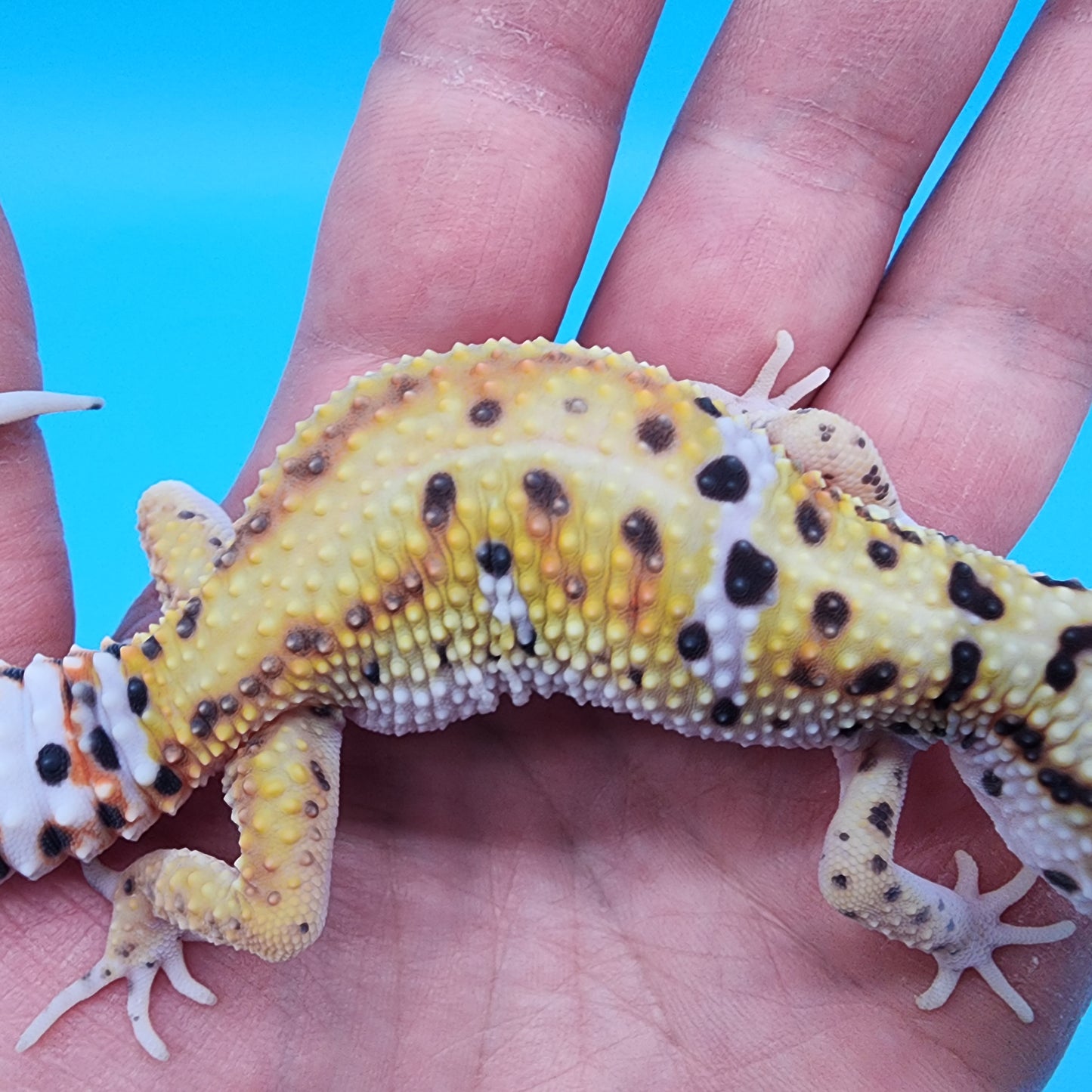 Female Giant Turcmenicus Tangerine 100% Het Tremper Albino