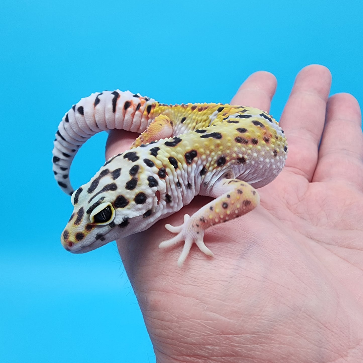 Female Giant Turcmenicus Tangerine 100% Het Tremper Albino
