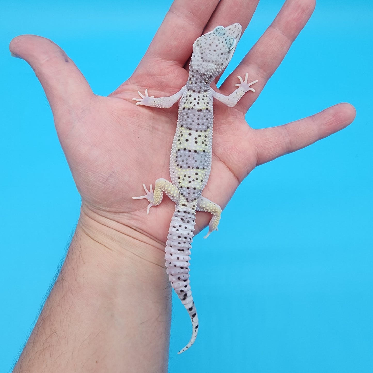 Male Freeze High Lavender Heavy Spot Variant