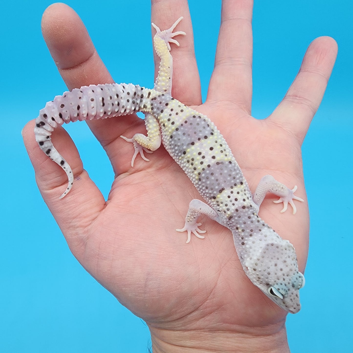 Male Freeze High Lavender Heavy Spot Variant