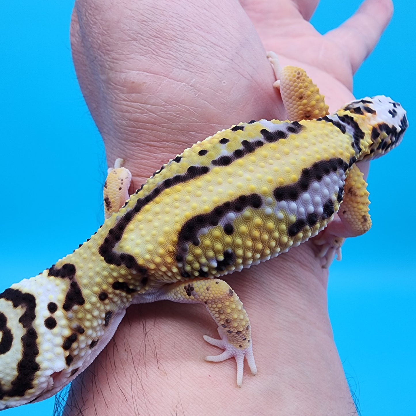 Female Hyper Xanthic Halloween Mask Bold possible W&Y