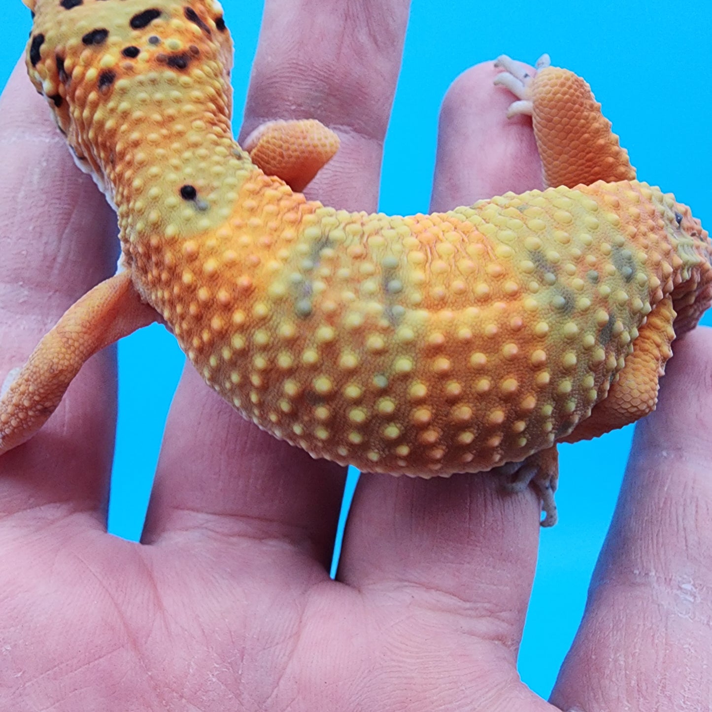 Female Mandarin Clown