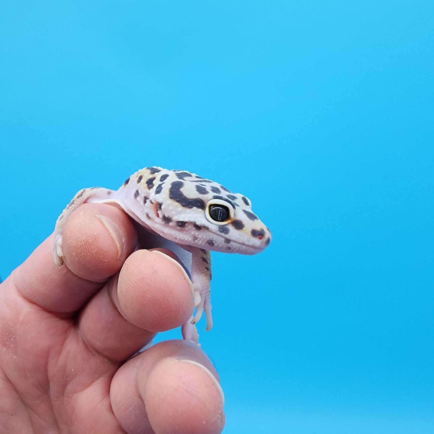 Female Hyper Xanthic Bold pos W&Y