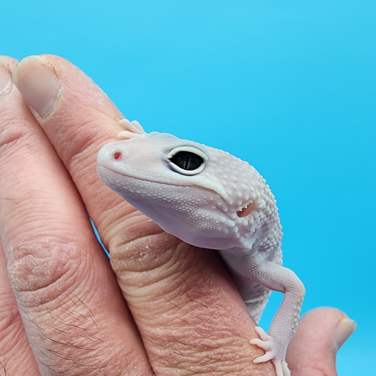 Male Afghanicus Blizzard pos Mack Snow 100% het Diablo Blanco