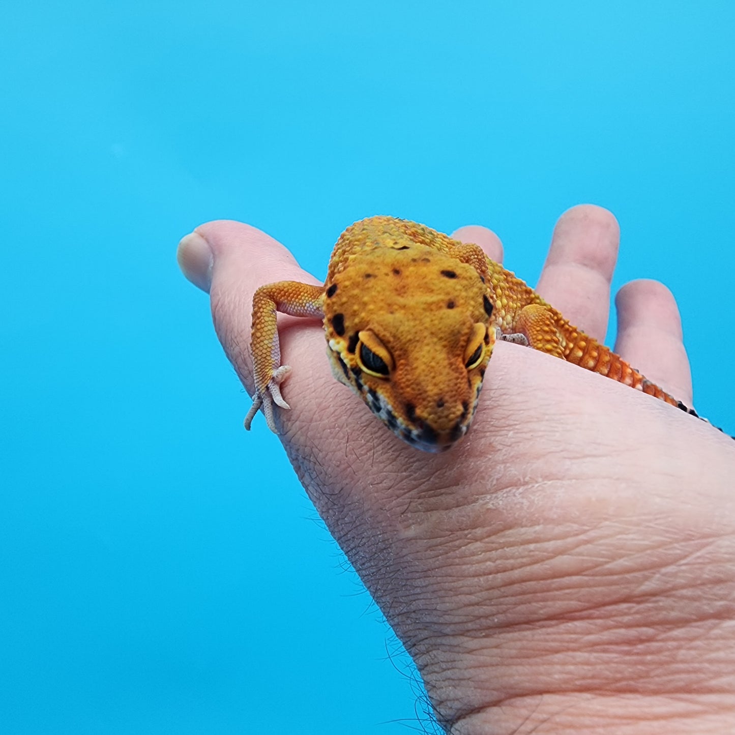 Female Giant Mandarin Inferno Blood Emerine