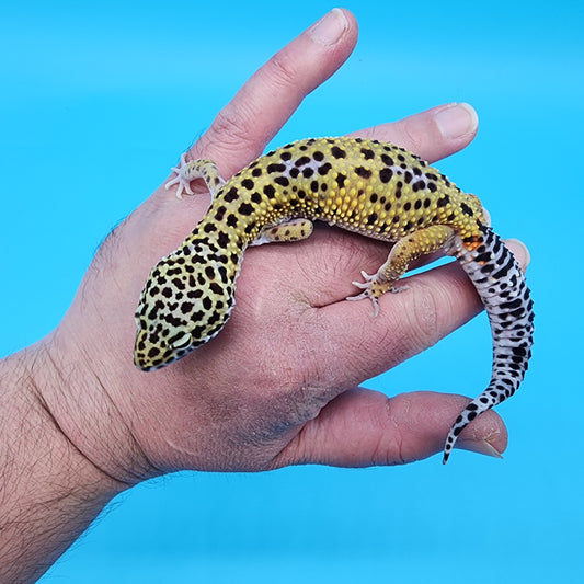 Male Mandarin Fasciolatus