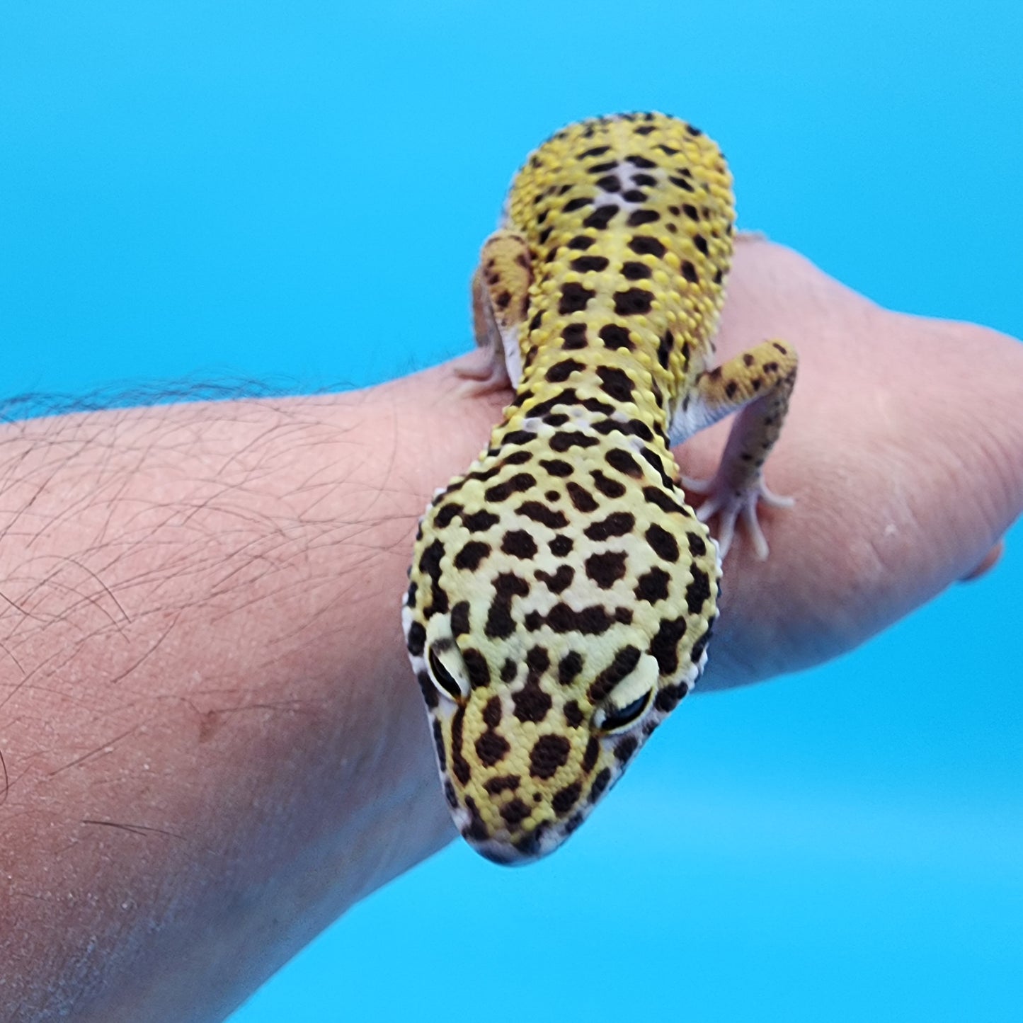 Male Mandarin Fasciolatus