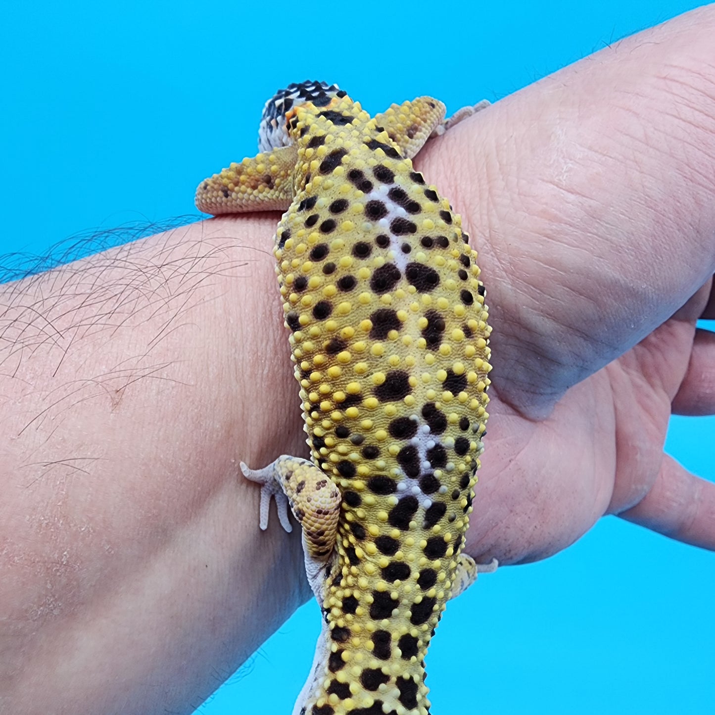Male Mandarin Fasciolatus