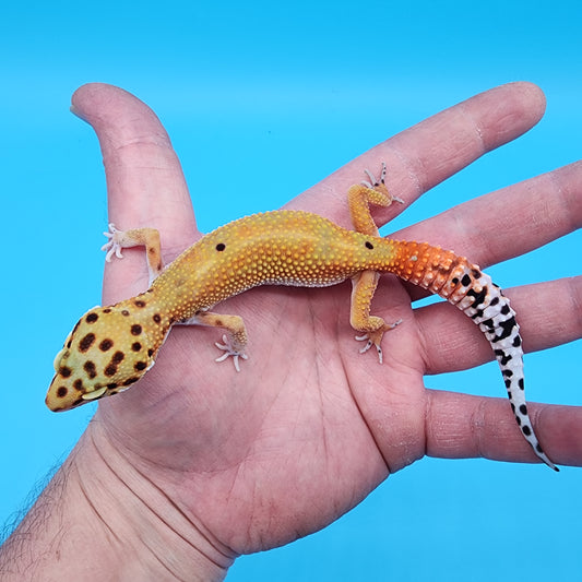 Female Red Diamond Mandarin Inferno