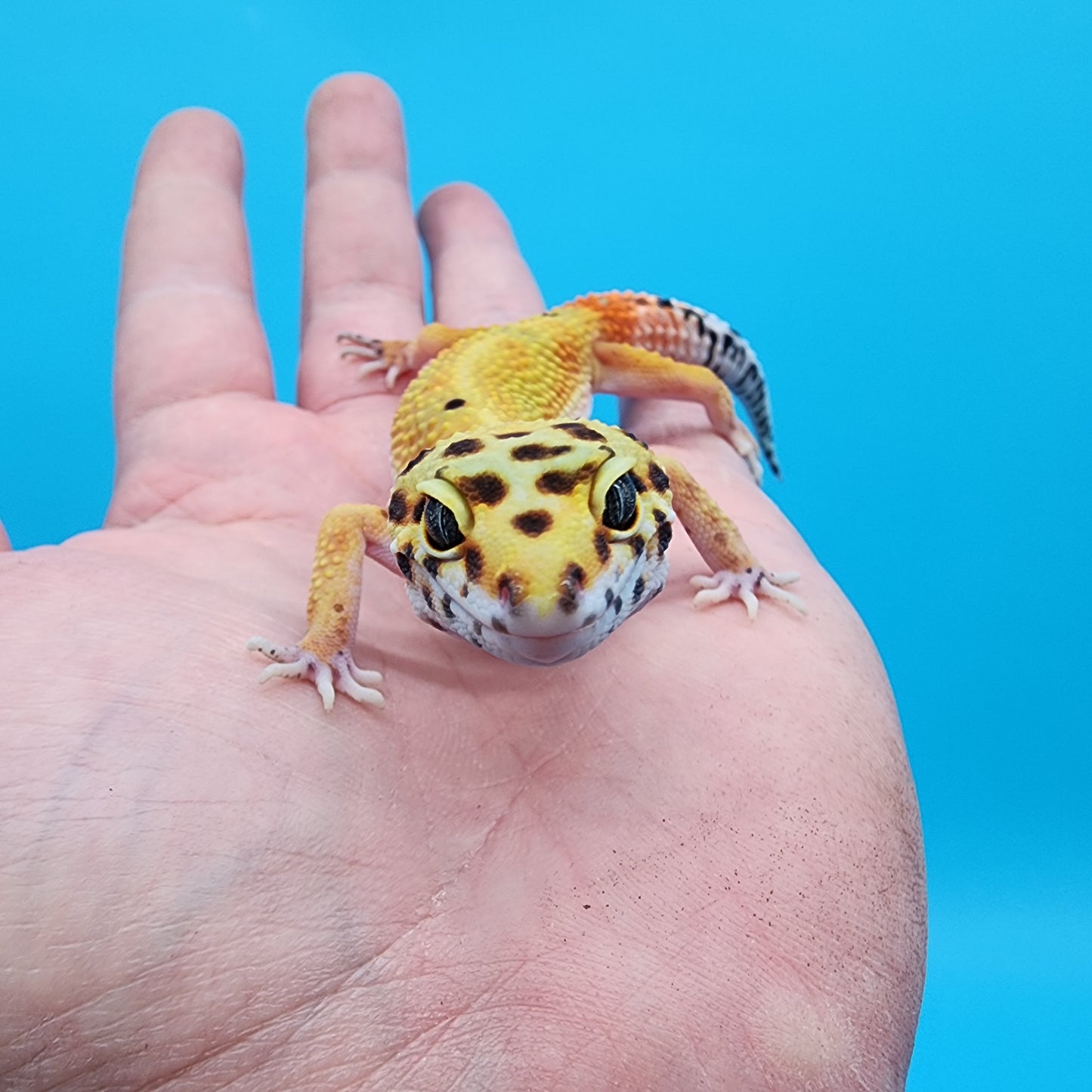 Female Red Diamond Mandarin Inferno