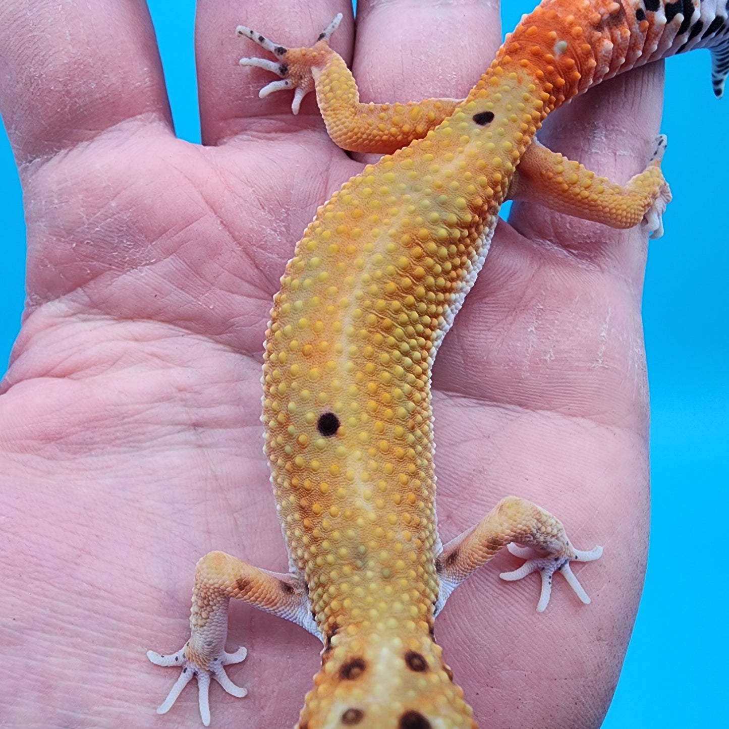 Female Red Diamond Mandarin Inferno