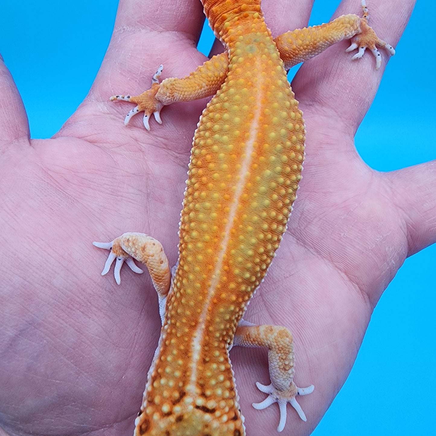 Female Mandarin Blood Clown Emerine Red Stripe