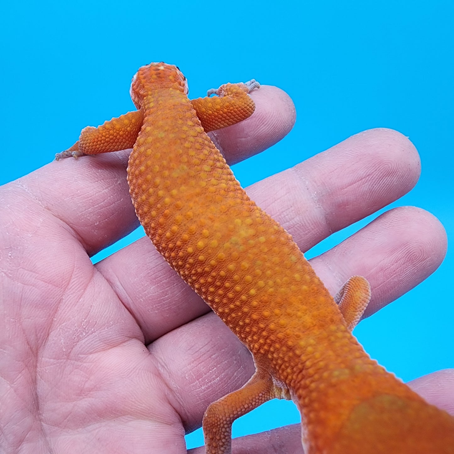 Female Mandarin Inferno