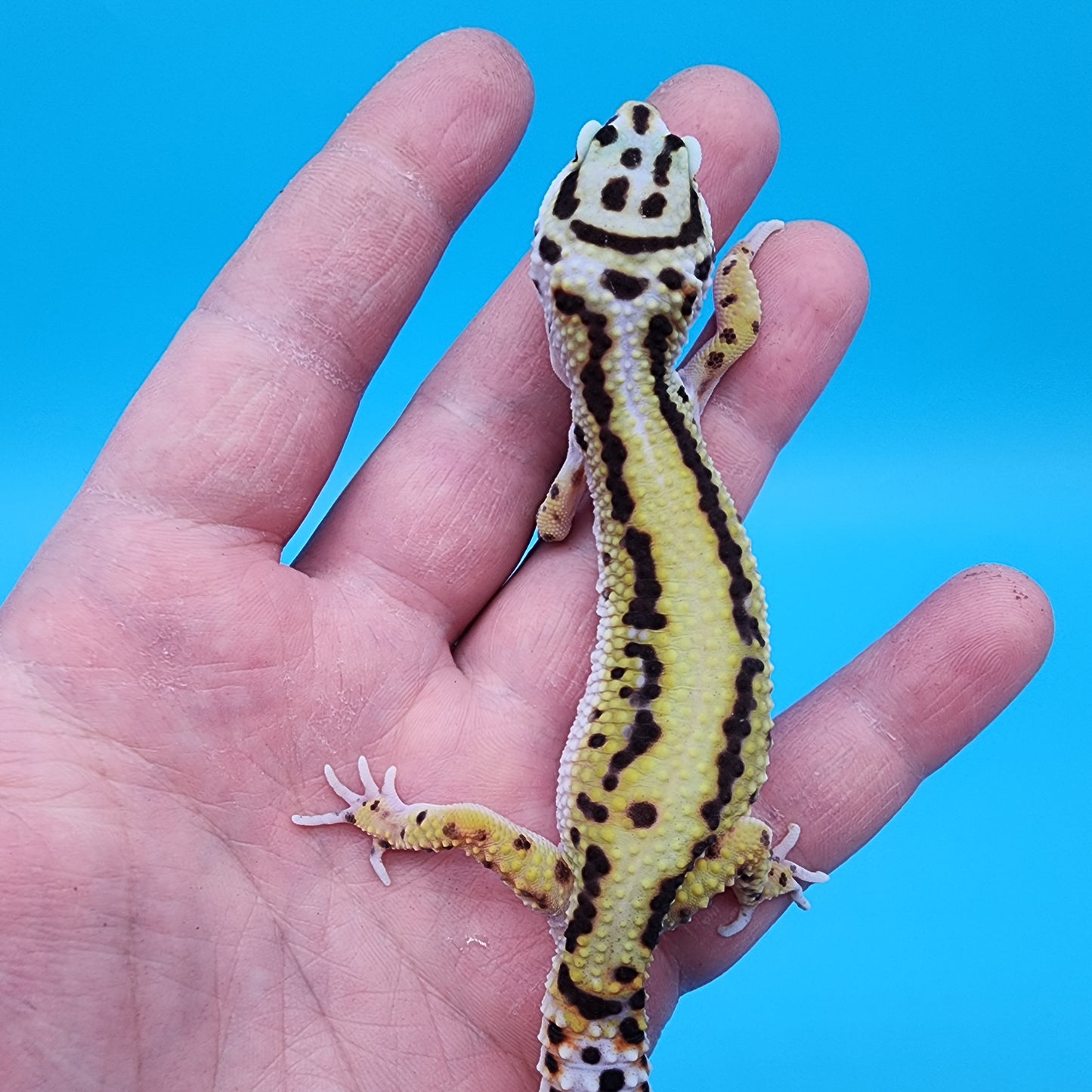 Female Fasciolatus Hyper Xanthic Bold Stripe