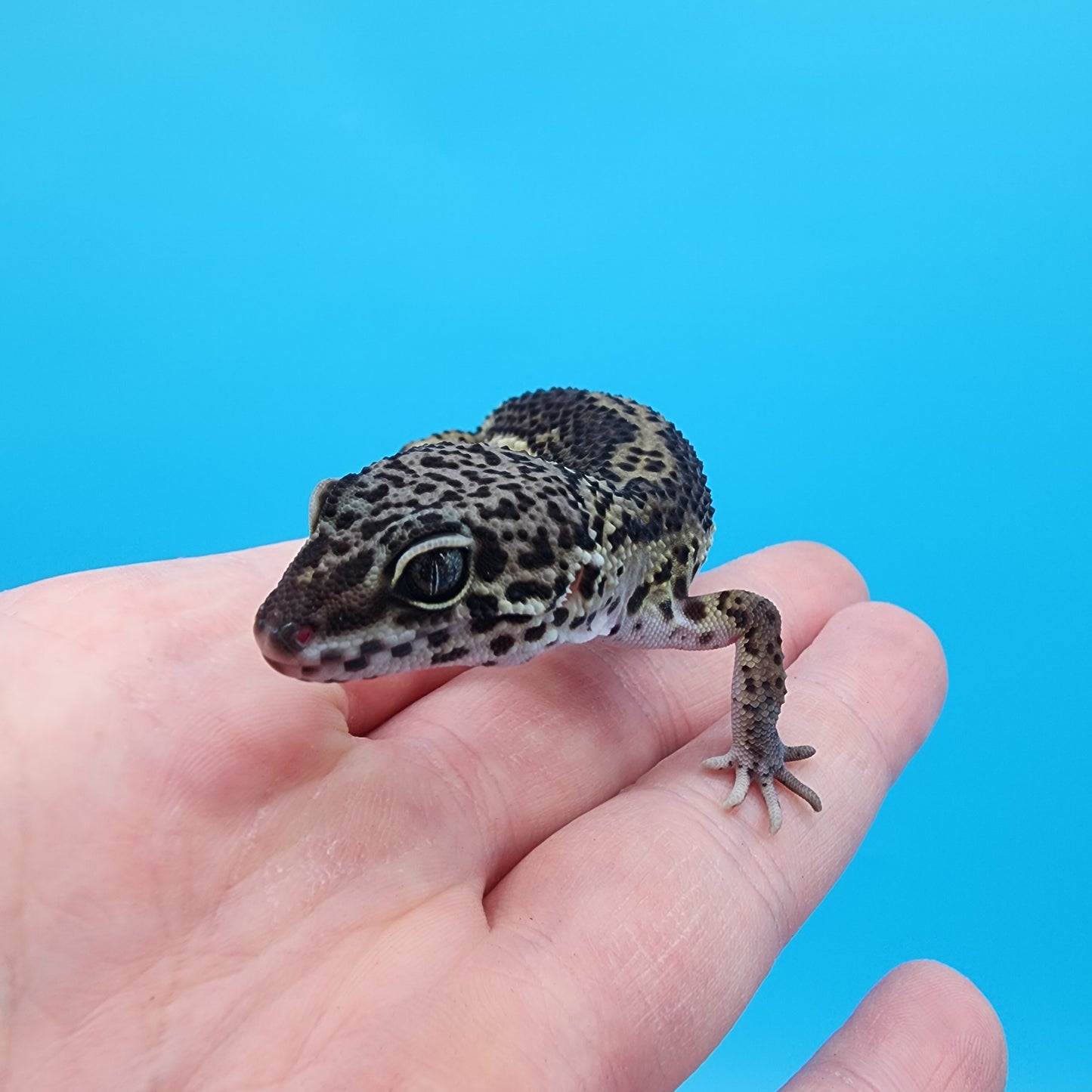 Female Obsidian Black Night (B-Tier) - First Release