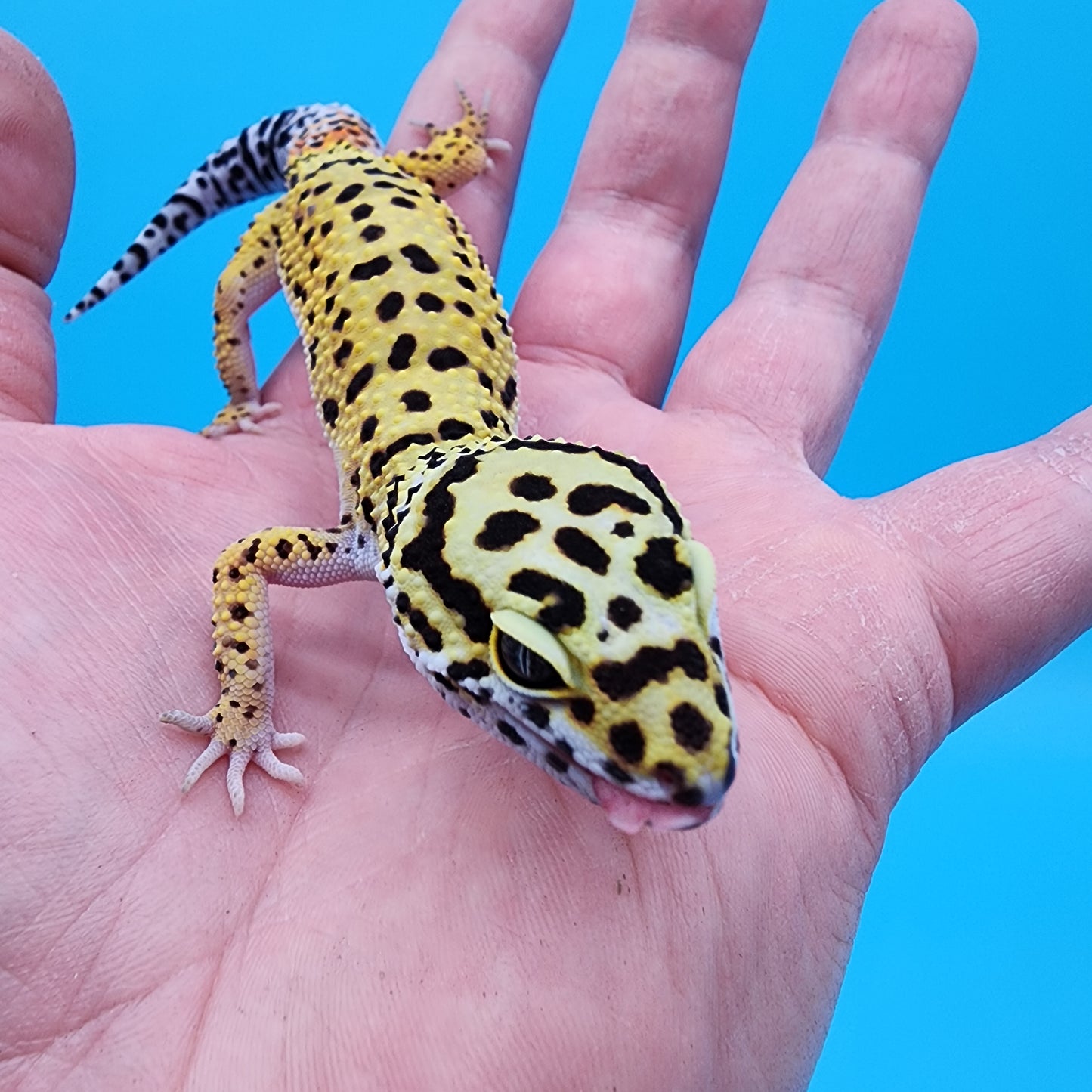 Female Cheetah Halloween Mask Bandit