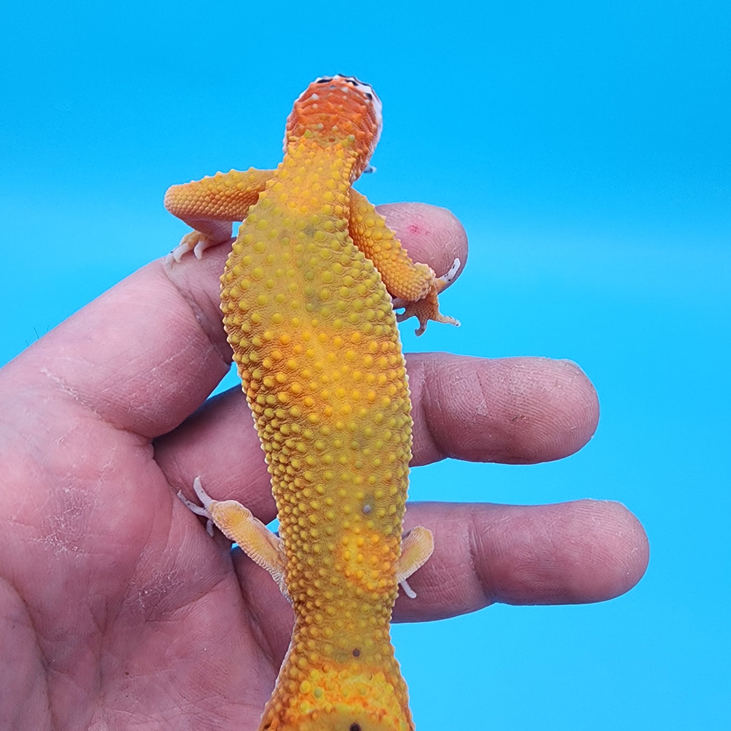 Female Giant Mandarin Inferno Blood Emerine