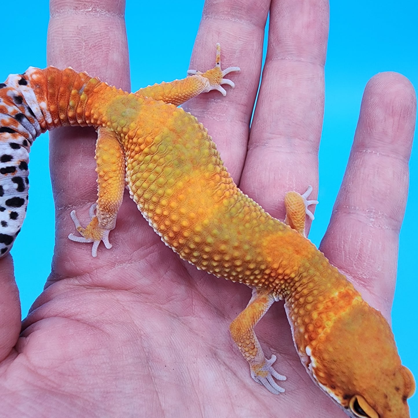 Female Mandarin Inferno Emerine 100% het Tremper Albino